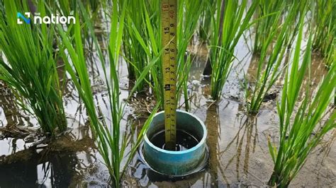 Thailand’s low-carbon rice model emerges from Central Plains farmers