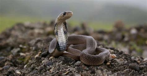 Snakebite deaths in Kerala: KGMOA flags antivenom risks, seeks better ...
