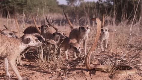 Watch what happens when meerkats get too close to a cobra