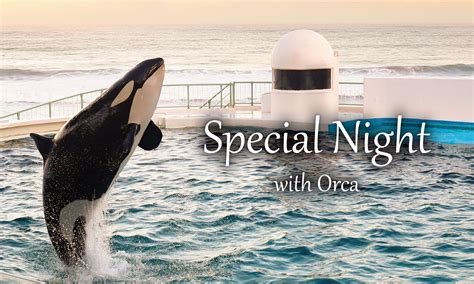 Kamogawa Sea World to Hold Special Post-Closing Orca Performance ...