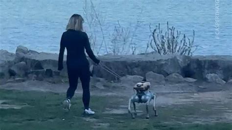 Real dog reacts to a robot dog