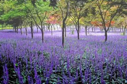 The Best Liriope muscari Royal Purple NZ | Fast Delivery