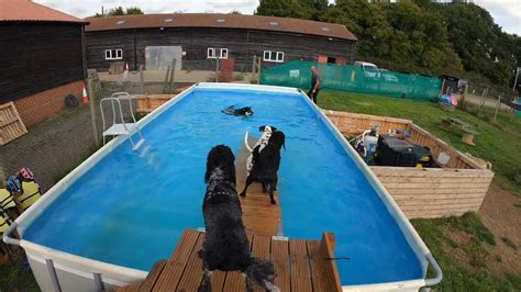 How long it really takes to clean a doggy daycare pool