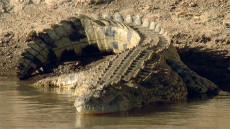 Watch what happens when a crocodile uses a 1.6 ton bite to crush its prey