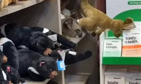 Is he for sale too? Shoppers delighted after spotting a furry intruder ...