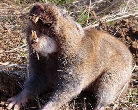 Iowa vs Minnesota - College Wrestling - InterMat