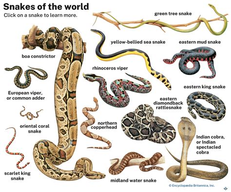 Snake | Description, Facts, & Types | Britannica