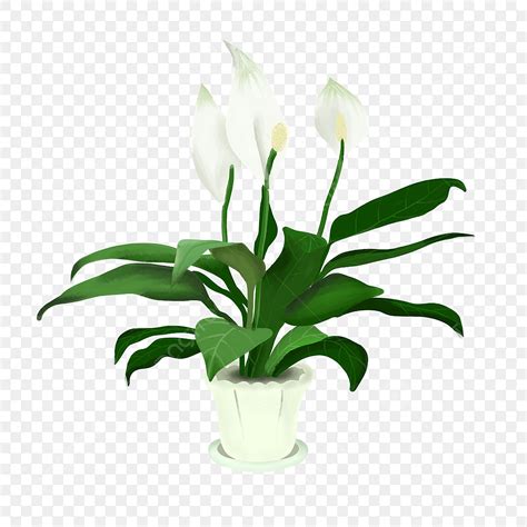 Flower Indoor PNG, Vector, PSD, and Clipart With Transparent Background ...