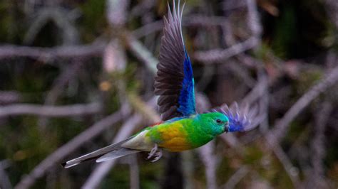 Who's thriving and who's barely surviving in Australia, the Land of the ...