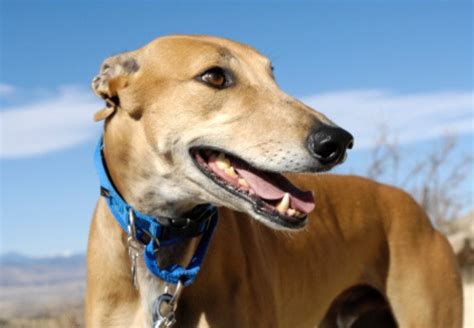 Vet Approved Guide: Adopting a Greyhound in 2025 🐶🏡 – Ask A Vet
