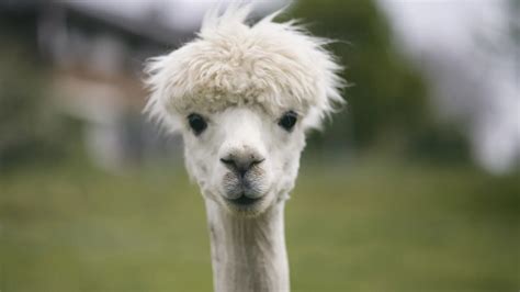 Vikingvanity onlyfans leaked i am a breast man so I was