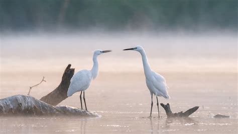 Bird activity along this misty river captured by a trail camera