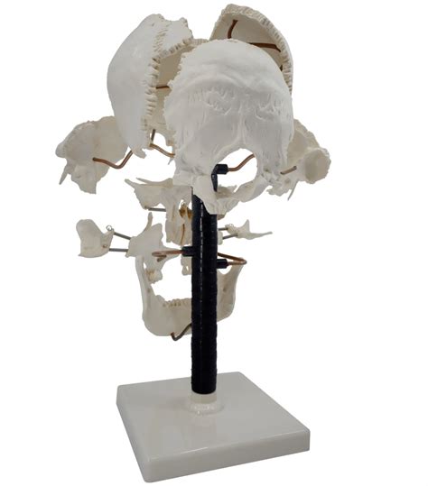 Beauchene Exploded Skull Model – 13 Parts – Life Size – Mounted on Stand | KLM Bio Scientific