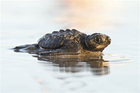 North America's most endangered animals