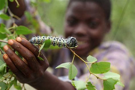 How farming initiatives preserve Zimbabwe’s mopane worms