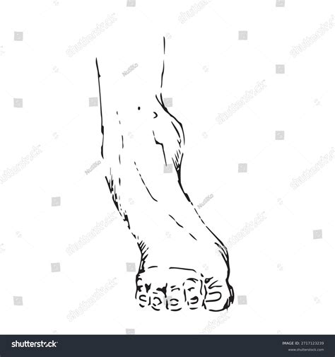 足関節 動き: Over 4,182 Royalty-Free Licensable Stock Illustrations ...