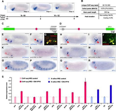 The cis-regulatory code of Hox function in Drosophila - PMC