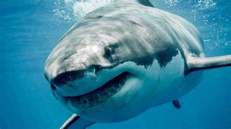 Sharks: Why they are the most efficient predators in the ocean