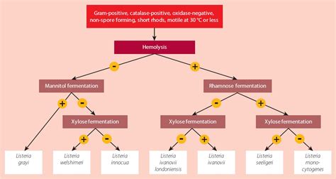 Understanding Listeria: Guide to Listeria Monocytogenes and Its Impact ...