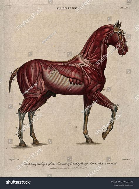 Colt Horse Show: Over 89 Royalty-Free Licensable Stock Illustrations ...
