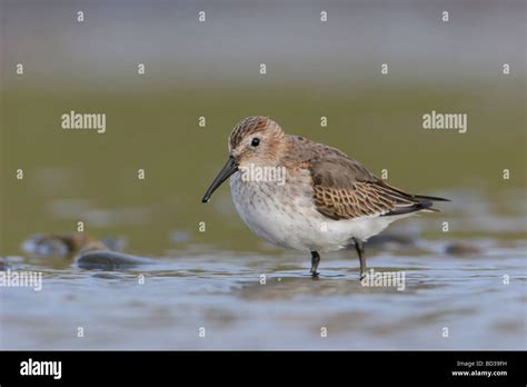 Small calidris hi-res stock photography and images - Alamy