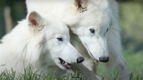 Shocking update on dire wolves brought back from extinction reveal they more than doubled in size