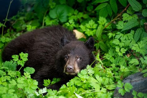 Alaska in May: Things to Do, Weather, & What to Expect | Celebrity Cruises