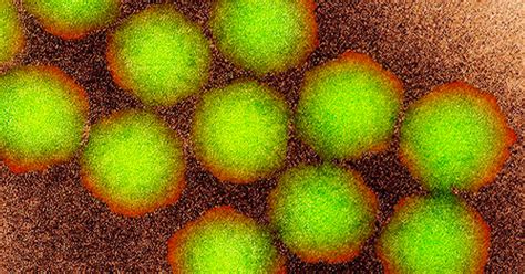 Poliovirus Found in Perth Wastewater After Decades