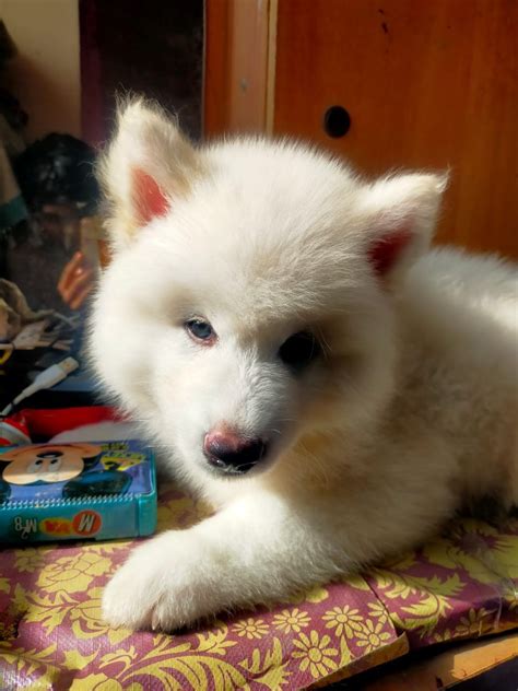 Samoyed Puppies & Dogs For Sale in India | Petzlover