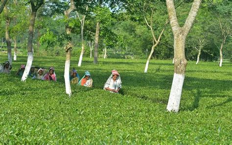 India’s job growth remains tied to agriculture and informal work