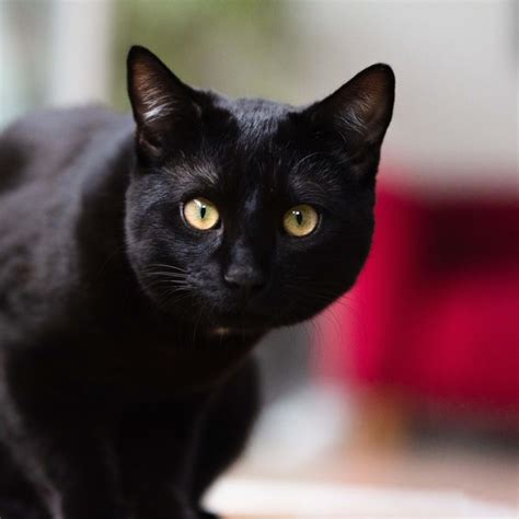 This $5 Orange Cat Lego Build at Target Is Selling Fast - Parade Pets