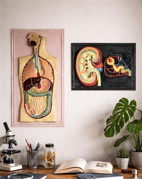 Relief Model Human Kidney Structure Anatomical Plastic 3D Poster, Human Anatomy Educational ...