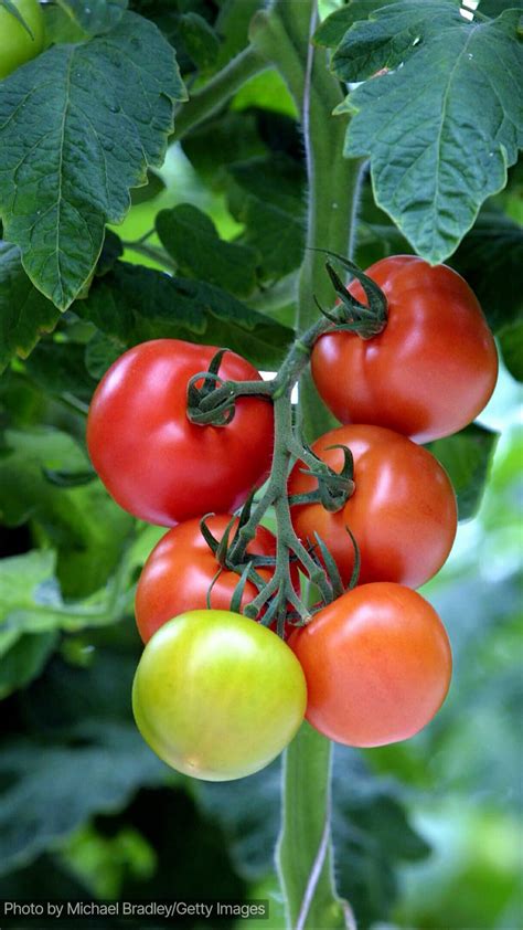 Try growing these pot-friendly fruits and veg at home