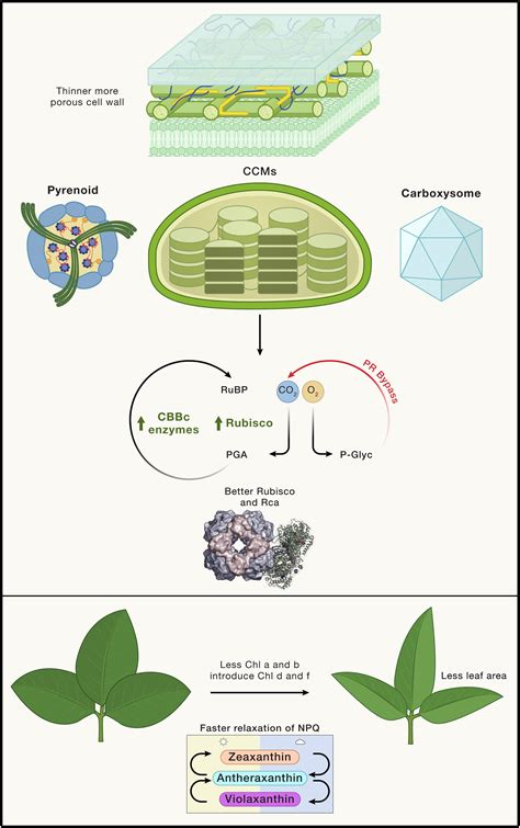 Tracing a path through photosynthesis to food security