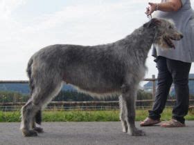 Irish Wolfhound-Züchter in Rohrbach Snautz