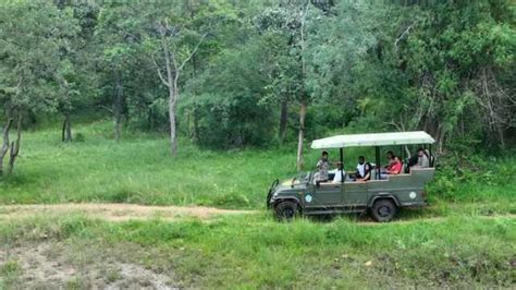 Soon, explore Amrabad Tiger Reserve in Telangana in new 20-km safari route