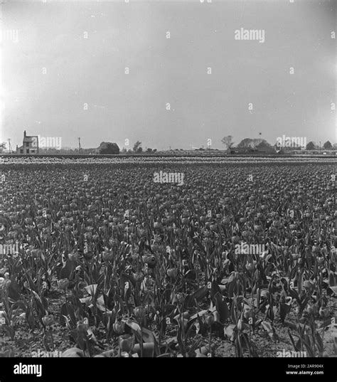 Tulip picking garden Black and White Stock Photos & Images - Alamy