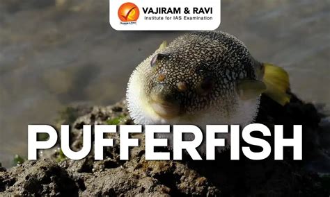 Pufferfish, Habitat, Distribution, Conservation Status, Latest News