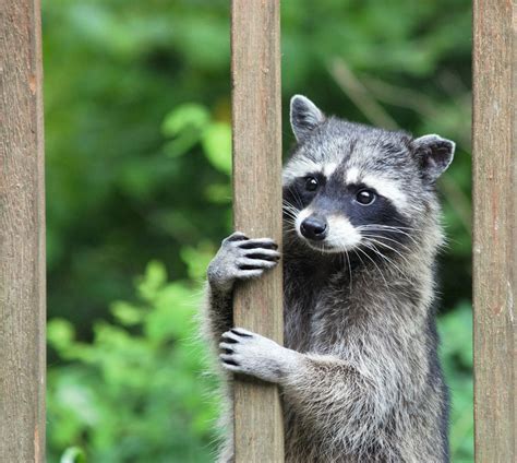 The 5 Wild Animals That Have Adapted to Survive in American Cities ...
