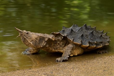 10 Harmless Animals That Look Dangerous But Aren’t