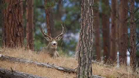 State Petition to Ban Hunting and Fishing Fails First Signature ...