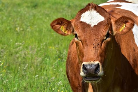 Natural Fly Control Solution for Horses and Cattle - Probiotech