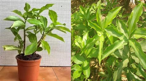 Insulin plant: ఇంట్లో ఇన్సులిన్ మొక్కను ఎలా పెంచాలి? ఇది డయాబెటిస్ ...