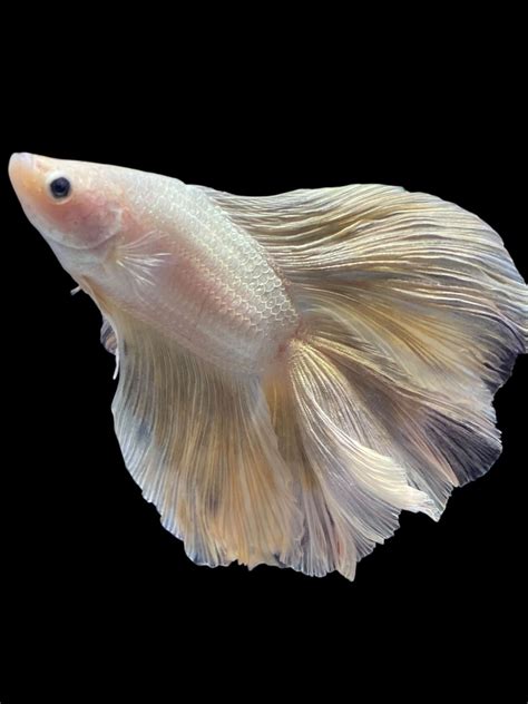 Male Fullmoon - Metallic Gold #191 - Live Betta Fish – Tucky's Bettas