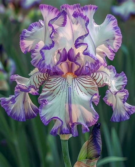 Perennial Iris Bulbs-Loving-Hard-Resistant-Ornamental Plants for Containers & Yards(Large Stem ...