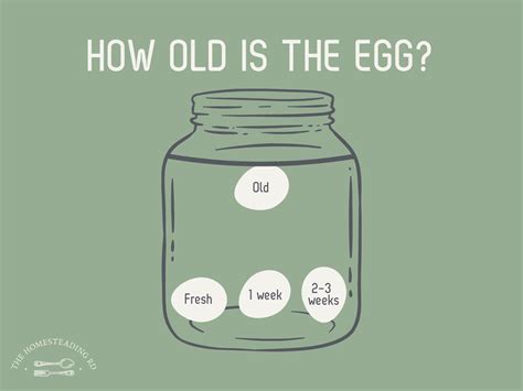 5 Essential Facts About Egg Freshness: The 2025 Guide to Eggs Outside ...