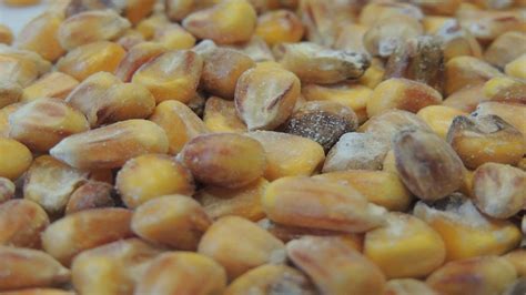 Elevated mycotoxin levels highlight growing feed safety risks in North ...