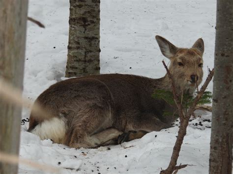 The charm of the World Heritage Site "Shiretoko Peninsula" | Trip.com ...