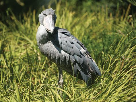Shoebill | Giant Wader, African Stork, Wetlands | Britannica
