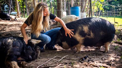 Bloomington's Mkono Farms produces Kunekune pigs in a humane way